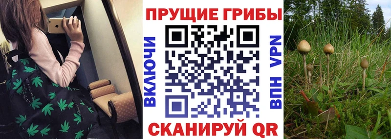 магазин наркотиков Саратов Галлюциногенные грибы GOLDEN TEACHER